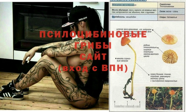 шишки Алзамай